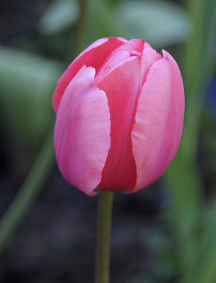Beautiful in Pink