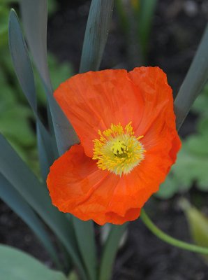 Hot Orange Poppy