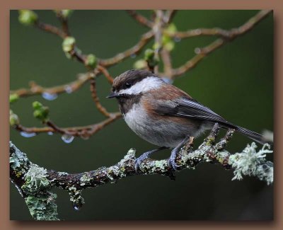 Chestnut-backed Chickadee