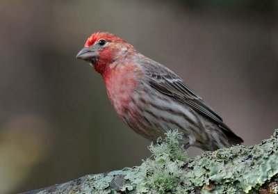 House Finch