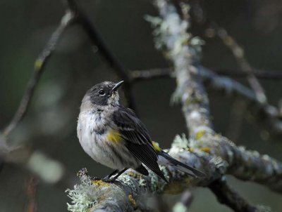 Yellow-Rumped Warbler