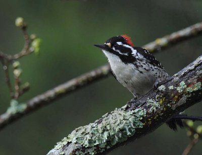 Male Nuttall's Woodpecker
