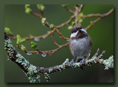 Chickadee