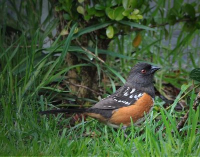 Spotted Towhee Side View