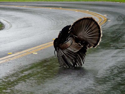 Why Did the Turkey Cross the Road?