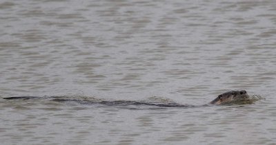 A Very Long Otter