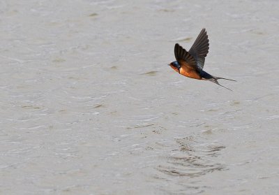 Barn Swallow - Forked Tail