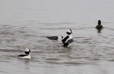 Bufflehead Flap
