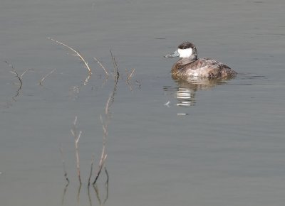 Ruddy Duck and Reeds