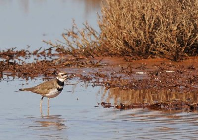 Wading at Rush Creek