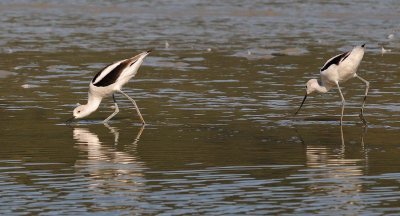 What Avocets Do