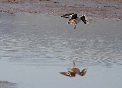 Killdeer Flight