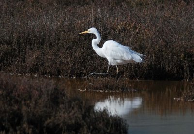 Great Egret in Brown Marsh
