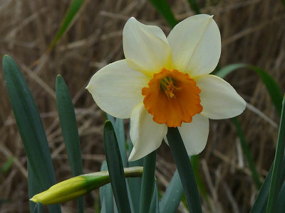 Delicate Daffodil