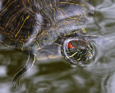 Turtle CloseUp
