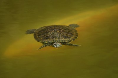 Turtle and Fish