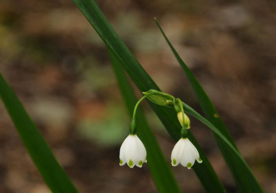 White and Green Bells
