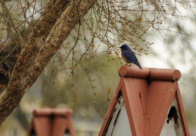 Bluebird on Birdhouse