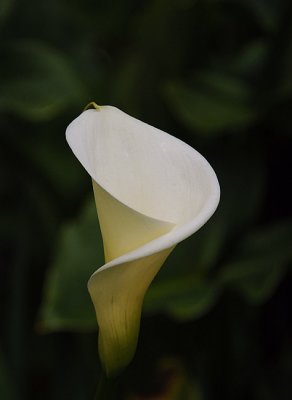 Lily Trumpet