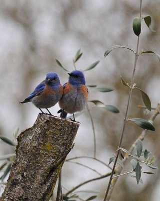 Two Blubirds