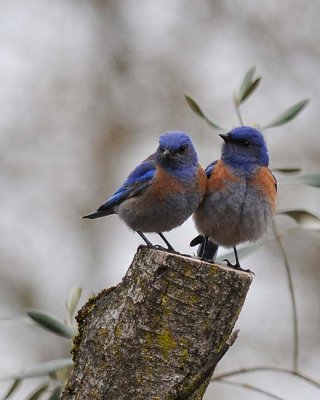 Two Bluebirds - 8x10