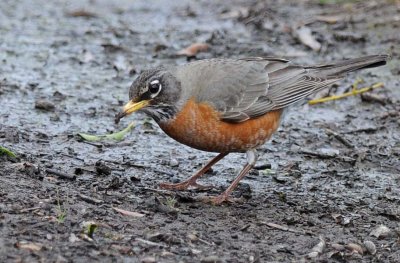 Robin In The Mud