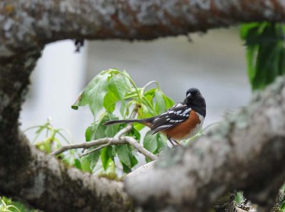 Spotted Towhee 42