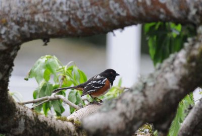 Spotted Towhee 3