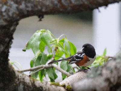 Spotted Towhee 4