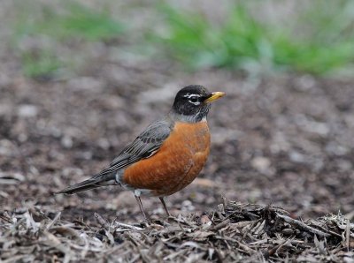 Robin In Twigs