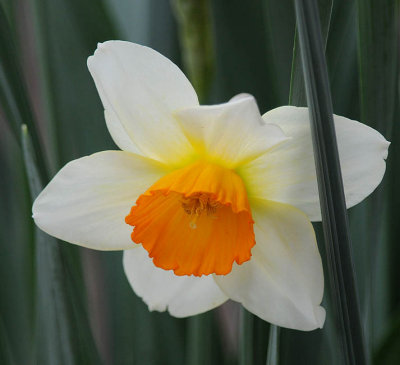 Glowing Daffodil