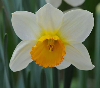 Symmetrical Daffodil