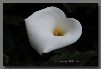 Calla Lily Center