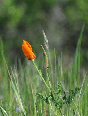 Poppy Twirl