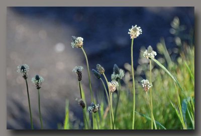 Narrowleaf Plantain