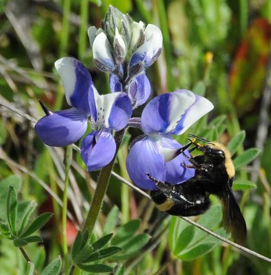 Bee at Lupine Keel