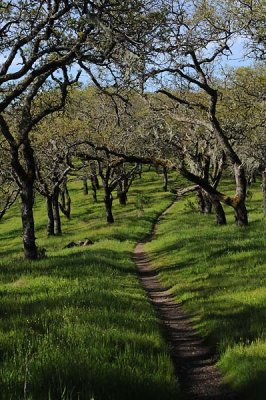 Dappled Path