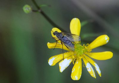 Old Buttercup with Deer Fly