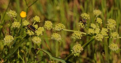 Lace Parsnip with Boxelder Beetles