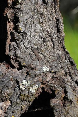Lizard on Stump