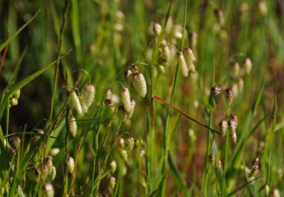 Rattlesnake Grass