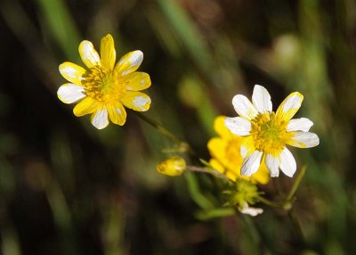 Yellow and White Buttercups