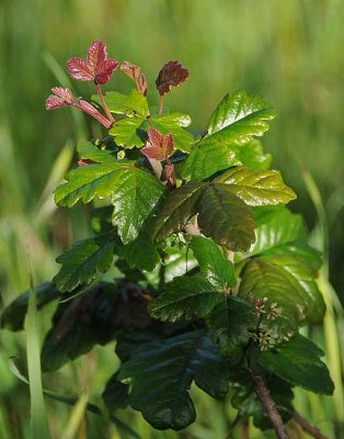 Poison Oak in Bloom