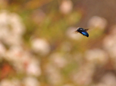 Mexican Cactus Fly 2