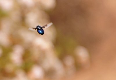 Mexican Cactus Fly 1