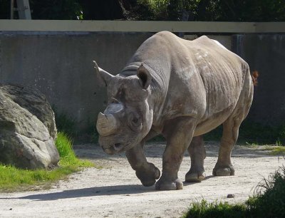 Walking Rhino