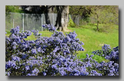 4/6/11: California Lilac