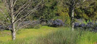 Meadow with CA Lilac