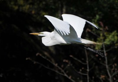 Egret Flies