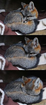 Fox Curling Up for Nap